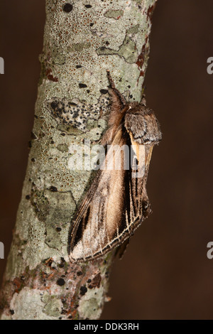 Schlucken Sie prominente Moth (Pheosia Tremula) Erwachsenen im Ruhezustand auf Ast, Oxfordshire, England, August Stockfoto