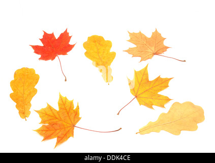 Bunte Blätter auf einem weißen Hintergrund Stockfoto
