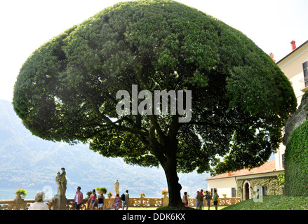 Italien - Comer See - Terrasse der Villa del Balbianello - auf der Halbinsel Punta di Lavedo - der berühmte Regenschirm-Baum Stockfoto