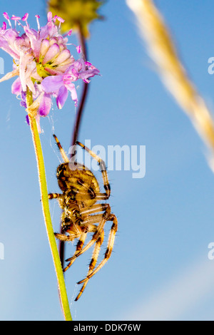 Orb Web-Spider. Araneus Quadratus (Araneidae) Stockfoto