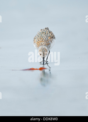 Sanderling Nahrungssuche am sandigen Strand von Balranald North Uist Stockfoto