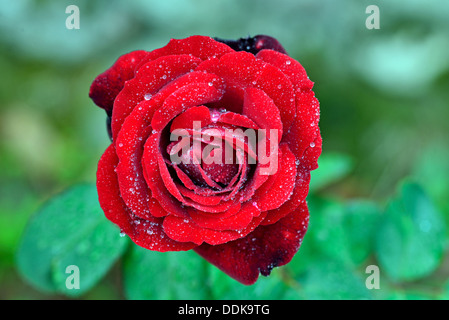Zweig der rote Rosen und Regentropfen Stockfoto