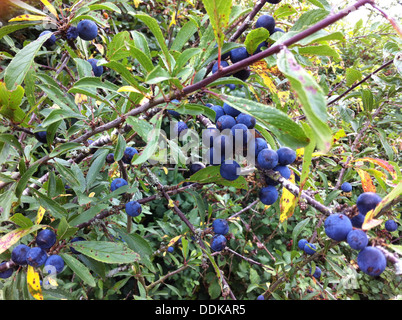 Früchte der SCHLEHE Prunus Spinosa (aka Blackthorn). Foto Tony Gale Stockfoto