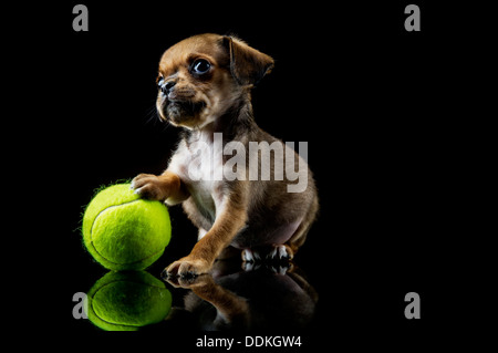 Bläschen, spielt ein verwaisten King Charles Spaniel Welpen mit seinen ersten Ball nach seiner Rettung in Devon, UK Stockfoto