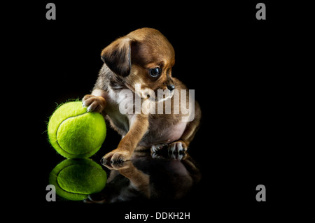 Bläschen, spielt ein verwaisten King Charles Spaniel Welpen mit seinen ersten Ball nach seiner Rettung in Devon, UK Stockfoto