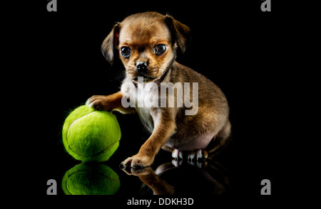 Bläschen, spielt ein verwaisten King Charles Spaniel Welpen mit seinen ersten Ball nach seiner Rettung in Devon, UK Stockfoto