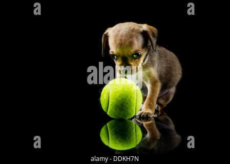 Bläschen, spielt ein verwaisten King Charles Spaniel Welpen mit seinen ersten Ball nach seiner Rettung in Devon, UK Stockfoto