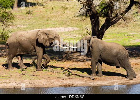 Zwei männliche afrikanische Elefanten (Loxodonta Africana) Stockfoto