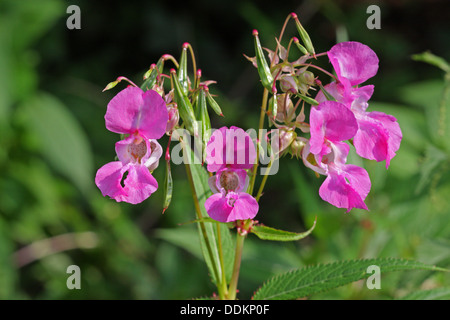 Drüsige Springkraut, Impatiens Glandulifera, Nahaufnahmen von Blumen, Lea Valley, Essex, UK Stockfoto