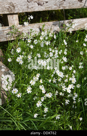 Weniger Stitchwort Blüte im englischen Lake District im Ullswater, Cumbria UK Stockfoto