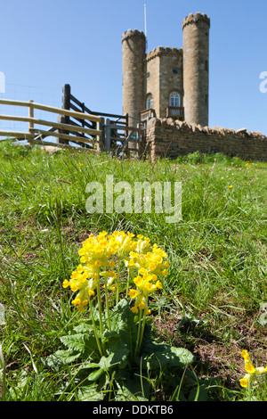 Schlüsselblumen blühen auf den Cotswolds neben Broadway Tower auf dem Broadway Hill, Worcestershire UK Stockfoto