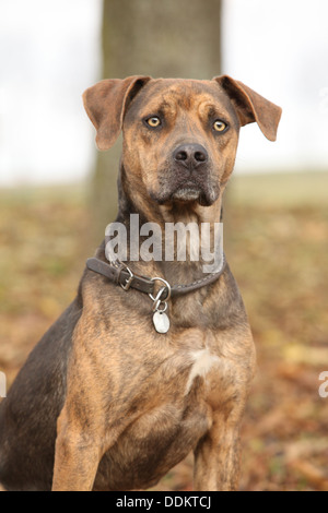 Schöne braune Louisiana Catahoula Hundesitting im Herbst Stockfoto