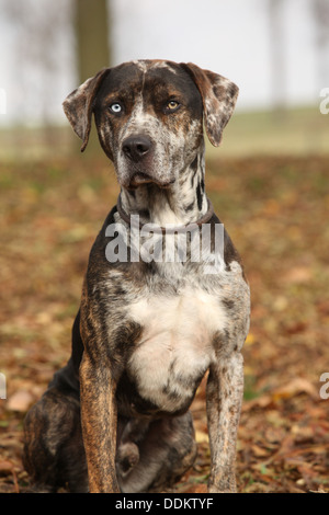 Schöne Louisiana Catahoula Hundesitting im Herbst Stockfoto