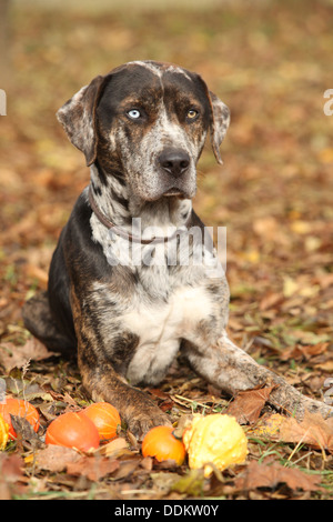 Schöne Louisiana Catahoula Hund liegend mit kleinen Kürbisse im Herbst Stockfoto