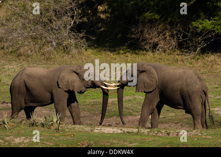 Zwei männliche afrikanische Elefanten (Loxodonta Africana) Stockfoto