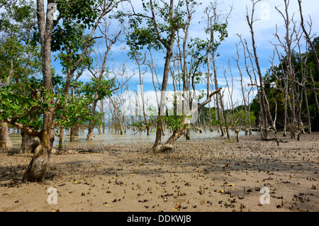 Mangrovenwälder an der Küste, Bako Nationalpark, Borneo. Stockfoto