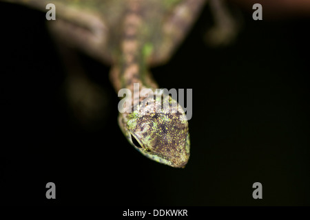 Flying Lizard (Draco Volans) nah oben, Sabah, Borneo, Malaysia. Stockfoto