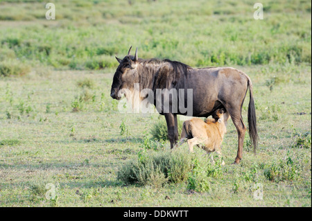 Jungen Gnus Gnu (Connochaetes Taurinus) trinken von Mutter, Serengeti Nationalpark, Tansania. Stockfoto