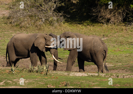 Zwei männliche afrikanische Elefanten (Loxodonta Africana) Stockfoto