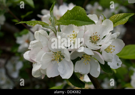 Weiß Apple Blossom Blüten und Knospen der Golden Delicious Sorte Stockfoto