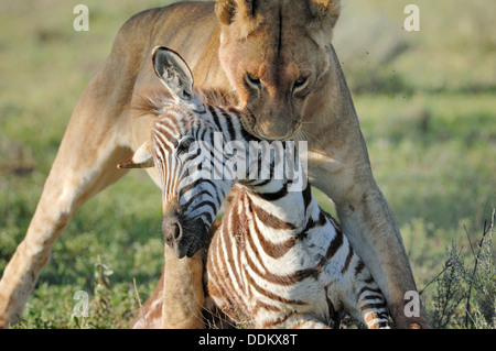 Lionnes (Panthera Leo) verschieben sie nur getötet Zebra (Equus Quagga), Serengeti Nationalpark, Tansania. Stockfoto