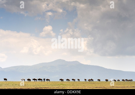 Linie der Gnus (Connochaetes Taurinus), Gnu Bewegung vor dem Ngorongoro Krater Berg gesehen von Serengeti, Tansania Stockfoto