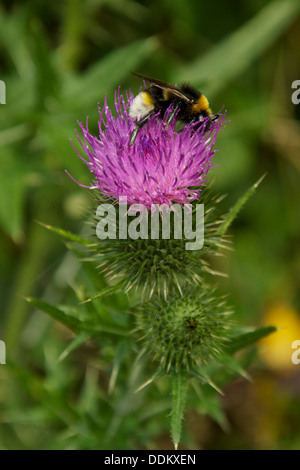 Hummel auf einer lila Milch Distel Blume Stockfoto