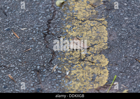 Nahaufnahme Schuss rissige Bürgersteig oder Straße geeignet für Textur-Hintergrund Stockfoto