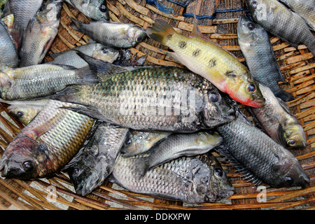 Fisch gefangen von Lake Bosumtwi einschließlich der endemischen Buntbarsch Hemichromis Frempongi und in der Nähe von endemischen Buntbarsch Tilapia busumana Stockfoto