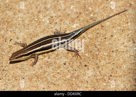 Fünf-gezeichnete Mabuya Trachylepis quinquetaeniata Stockfoto