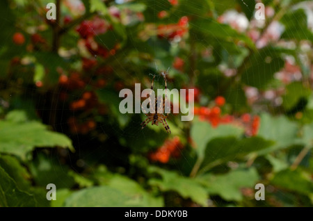 Eine Kreuzspinne auf einer Webseite vor dem Hintergrund einer roten Herbst Beeren auf Viburnum opulus Stockfoto