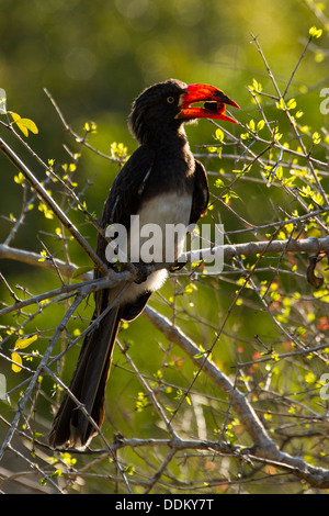 Gekrönt von Toko (Tockus Alboterminatus) ernähren sich von Bush, Tembe Elephant Park, KwaZuluNatal, Südafrika Stockfoto