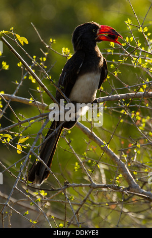 Gekrönt von Toko (Tockus Alboterminatus) ernähren sich von Bush, Tembe Elephant Park, KwaZuluNatal, Südafrika Stockfoto