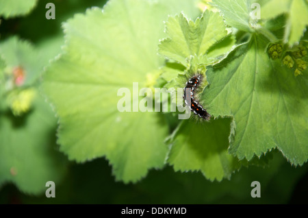 Braun Tailed Falter Raupe auf einem großen grünen Blatt von Alchemilla Mollis oder Damen Mantel Stockfoto