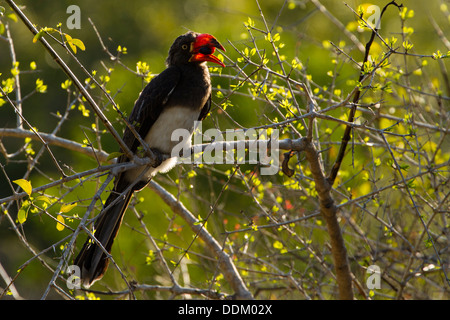 Gekrönt von Toko (Tockus Alboterminatus) ernähren sich von Bush, Tembe Elephant Park, KwaZuluNatal, Südafrika Stockfoto