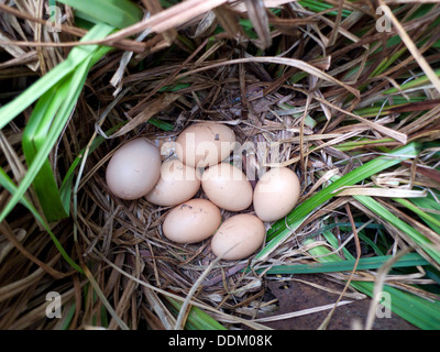 Ein Gelegenernest aus Eiern, das von einem freistehenden Huhn in Ziergras vor dem Hühnerstall Carmarthenshire Wales UK KATHY DEWITT gelegt wird Stockfoto