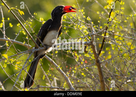 Gekrönt von Toko (Tockus Alboterminatus) ernähren sich von Bush, Tembe Elephant Park, KwaZuluNatal, Südafrika Stockfoto