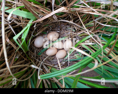 Eine Kupplung der Eiablage durch eine freie reichende Huhn in Ziergras außerhalb der Hühnerstall Carmarthenshire Wales UK KATHY DEWITT Stockfoto