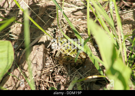 Einen grünen Frosch mit schwarzen Flecken stehen in einem Sumpf in Morden, Manitoba, Kanada Stockfoto