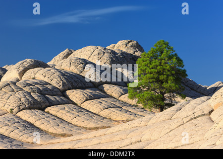 Einsamer Baum an der White Tasche, Vermilion Cliffs National Monument Stockfoto