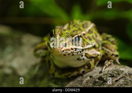 Auf einem Stumpf sitzt ein Leopardenfrosch und wartet geduldig auf seine nächste Mahlzeit. Stockfoto