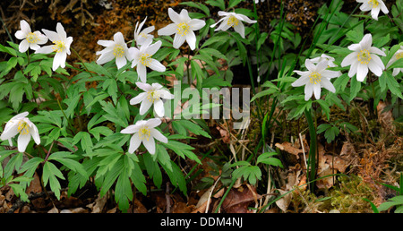 Rotbraunen hinterlässt eine attraktive Reihe von frühen Frühling Windflowers, Ingleton, Yorkshire Dales National Park, England Stockfoto