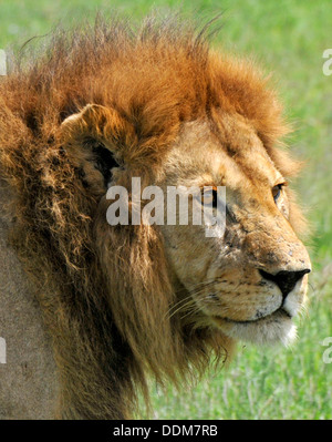 Alte männliche Löwen Nahaufnahme. Tansania-Sammlung Stockfoto