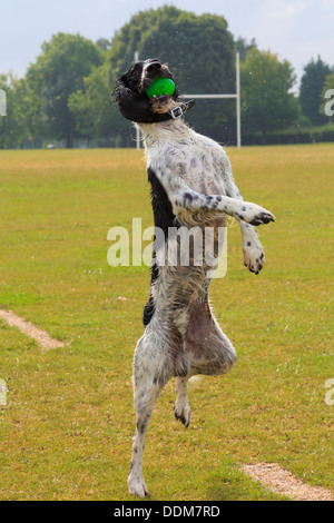 Eine nasse schwarze und weiße English Springer Spaniel hund Stehen auf einem Bein springen oben in der Luft einen Ball im Maul im Rugby Park zu fangen. England Großbritannien Stockfoto