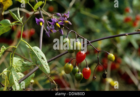 Bittersüße Nachtschatten, Tollkirsche, Bittersüßer Nachtschatten, Bittersüsser Nachtschatten, Früchte, Solanum dulcamara Stockfoto