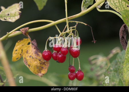 Bittersüße Nachtschatten, Tollkirsche, Bittersüßer Nachtschatten, Bittersüsser Nachtschatten, Früchte, Solanum dulcamara Stockfoto