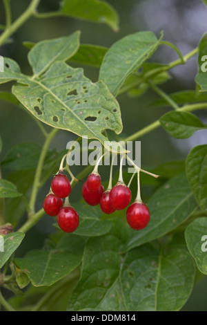 Bittersüße Nachtschatten, Tollkirsche, Bittersüßer Nachtschatten, Bittersüsser Nachtschatten, Früchte, Solanum dulcamara Stockfoto