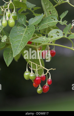 Bittersüße Nachtschatten, Tollkirsche, Bittersüßer Nachtschatten, Bittersüsser Nachtschatten, Früchte, Solanum dulcamara Stockfoto