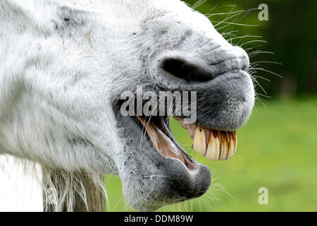 Lachendes Pferd Stockfoto