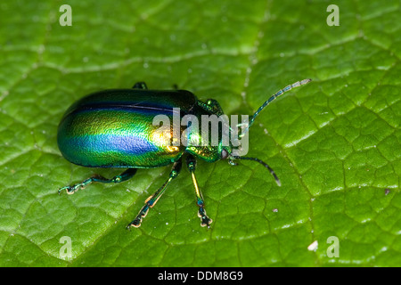 Blattkäfer Oreina spec, Leafbeetle, Crysomelidae, Leafbeetles, Blatt Käfer, Crysomelidae Stockfoto